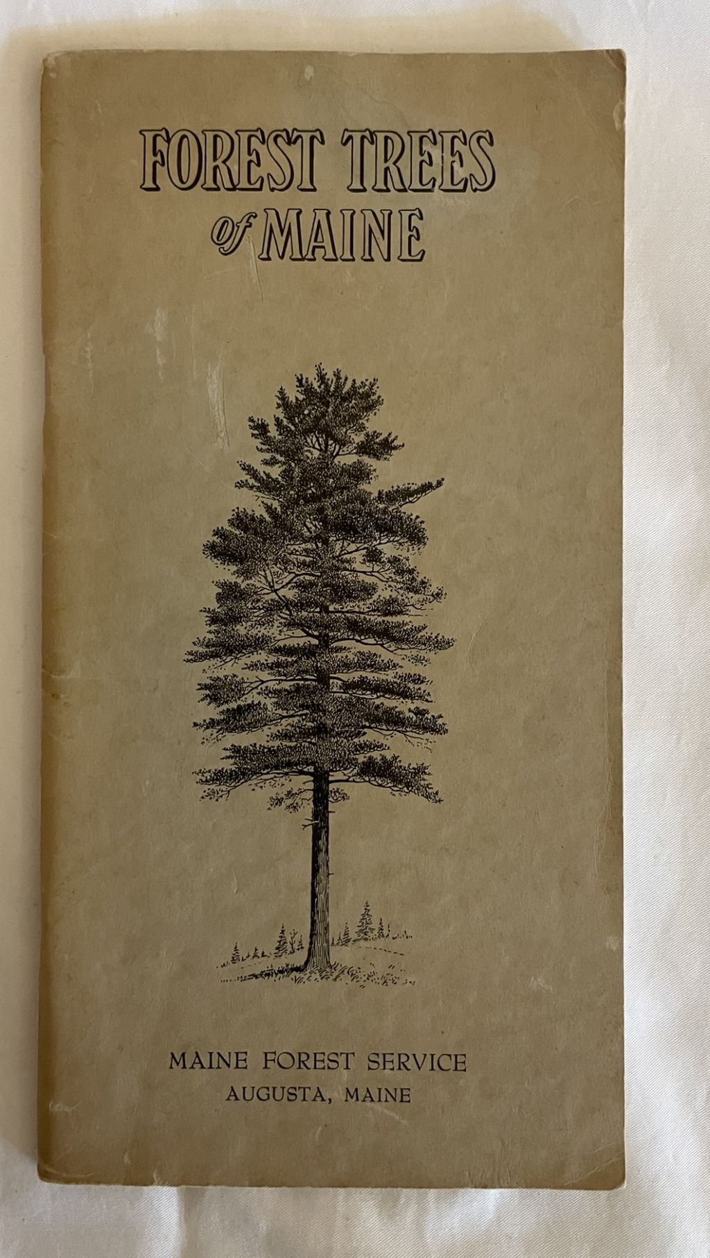Forest Trees of Maine